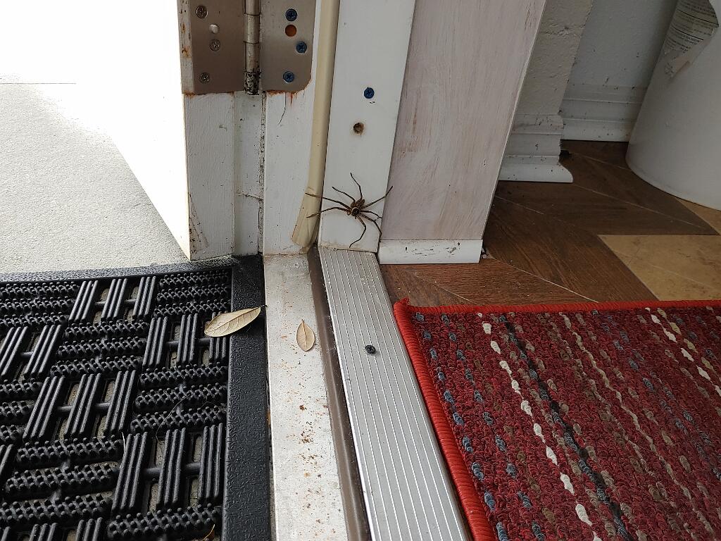 20200305_081502.jpg - , FC : (c, 0.00, d, 0.00, Detect, 0, appIcon, 0, after, 0, chg, 0, out, 0, Freq, 120, raw, 0, WB, 109, Clear, 62, ori, 60, 1.86, 60, 1.86, chg, 60, 1.86, 60, 1.86,,1.00)