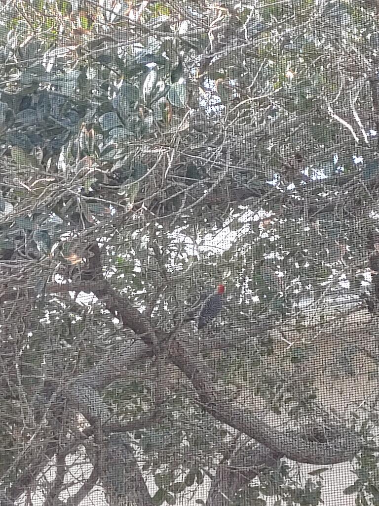 20201206_150254_HDR.jpg - Solution Info HDR : EV(0,3,-5), FC : (0), FC : (c, 0.99, d, 0.00, Detect, 0, appIcon, 0, after, 0, chg, 0, out, 0, Freq, 120, raw, 0, WB, 57, Clear, 36, ori, 60, 1.10, 60, 1.19, chg, 60, 1.10, 60, 1.19,,1.00)