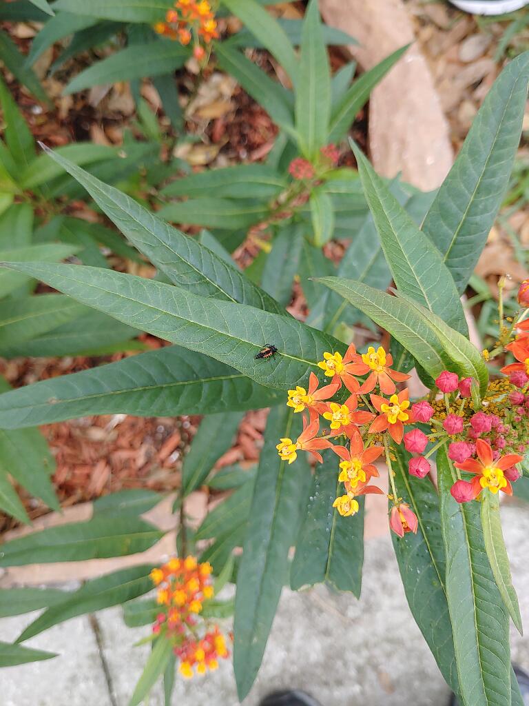 20210208_100649.jpg - , FC : (c, 0.99, d, 0.00, Detect, 0, appIcon, 0, after, 0, chg, 0, out, 0, Freq, 120, raw, 0, WB, 626, Clear, 118, ori, 120, 1.20, 120, 1.20, chg, 120, 1.20, 120, 1.20,,1.00)