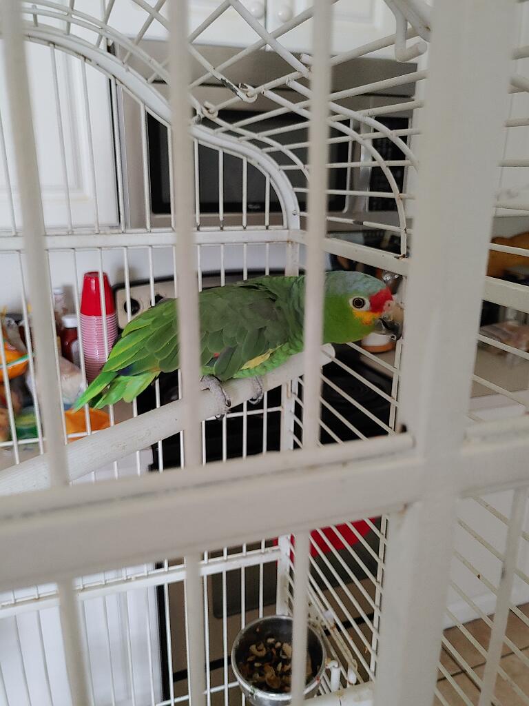 20210418_110444.jpg - , FC : (c, 0.98, d, 0.00, Detect, 1, appIcon, 0, after, 0, chg, 1, out, 1, Freq, 120, raw, 0, WB, 9, Clear, 5, ori, 24, 3.83, 24, 3.83, chg, 60, 9.58, 60, 9.58,,0.40)