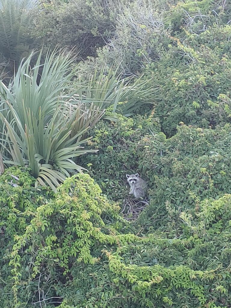 20210711_200119.jpg - , FC : (c, 0.99, d, 0.00, Detect, 0, appIcon, 0, after, 0, chg, 0, out, 0, Freq, 120, raw, 0, WB, 246, Clear, 204, ori, 60, 2.31, 60, 2.31, chg, 60, 2.31, 60, 2.31,,1.00)