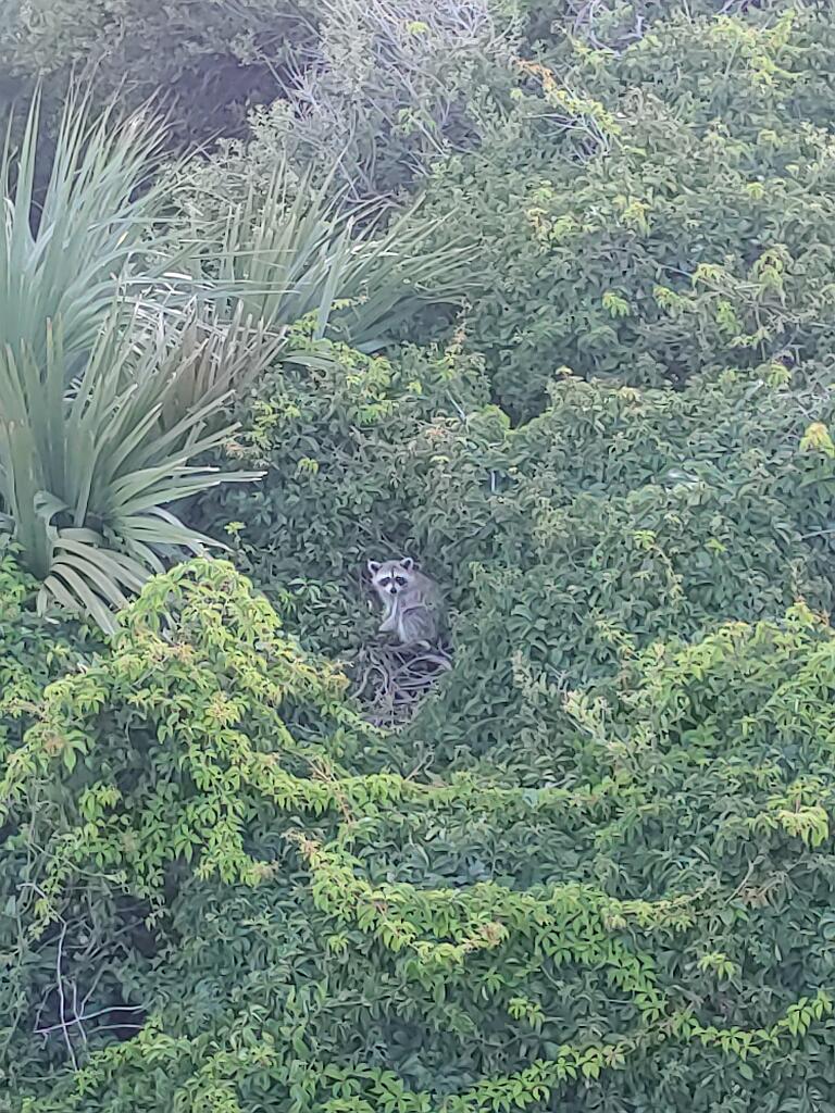 20210711_200127.jpg - , FC : (c, 0.99, d, 0.00, Detect, 0, appIcon, 0, after, 0, chg, 0, out, 0, Freq, 120, raw, 0, WB, 246, Clear, 204, ori, 60, 2.31, 60, 2.31, chg, 60, 2.31, 60, 2.31,,1.00)