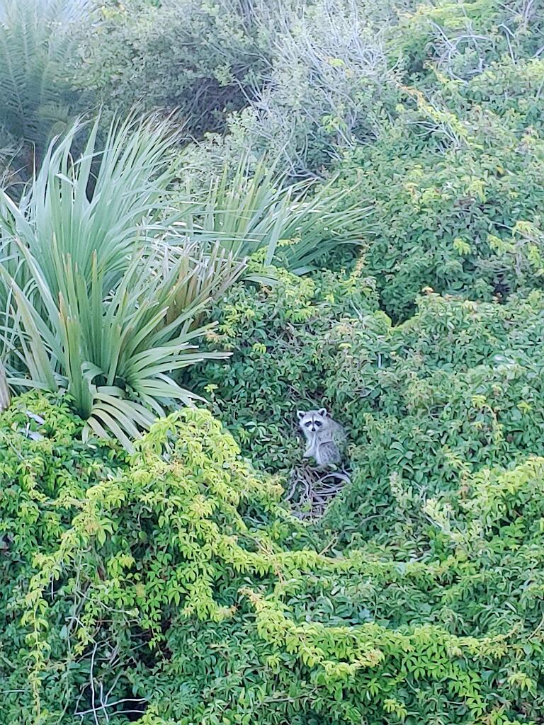 20210711_200119~2.jpg - , FC : (c, 0.99, d, 0.00, Detect, 0, appIcon, 0, after, 0, chg, 0, out, 0, Freq, 120, raw, 0, WB, 246, Clear, 204, ori, 60, 2.31, 60, 2.31, chg, 60, 2.31, 60, 2.31,,1.00)